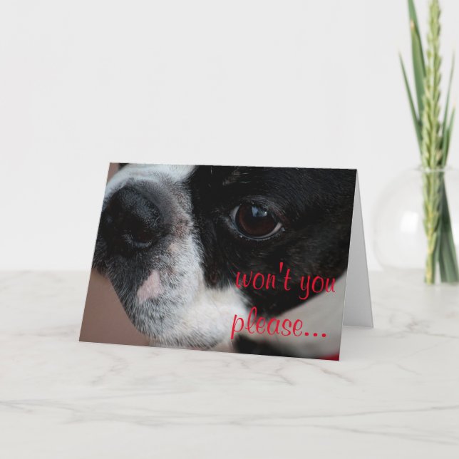Boston terrier valentine holiday card (Front)