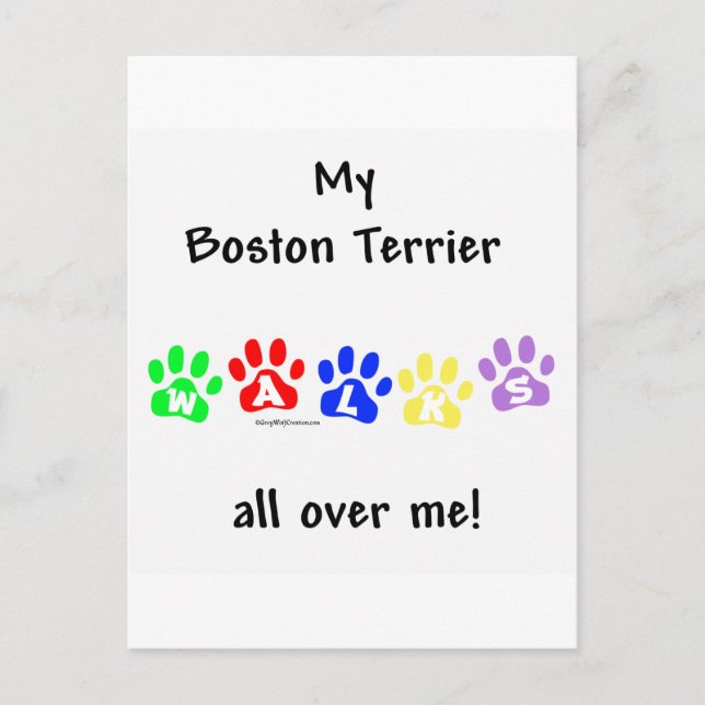Boston Terrier Walks All Over Me Postcard (Front)