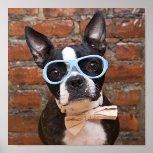 Boston Terrier Wearing Sunglasses And A Bow Tie Poster