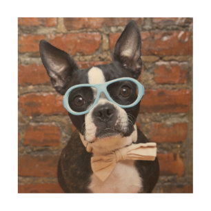 Boston Terrier Wearing Sunglasses And A Bow Tie Wood Wall Art