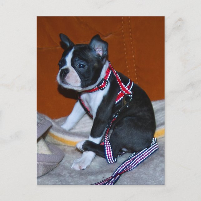 Boston Terrier Welpe Postcard (Front)