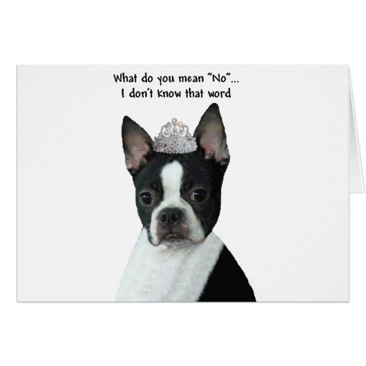Boston Terrier:  What Do You Mean "No"? (Front Horizontal)