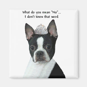 Boston Terrier: What Do You Mean "No"? Magnet