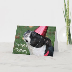 Boston terrier with a birthday wish card