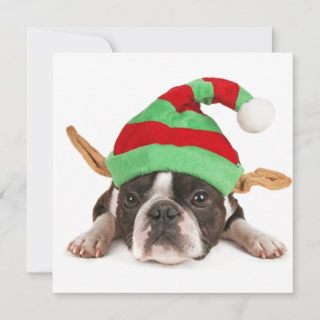 Boston Terrier With A Christmas Hat Holiday Card (Front)
