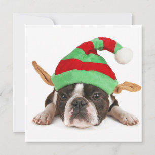 Boston Terrier With A Christmas Hat Holiday Card