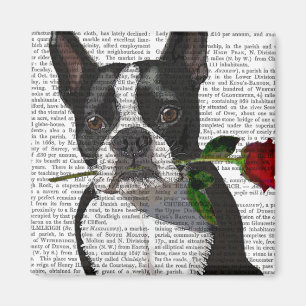 Boston Terrier with Rose in Mouth Magnet
