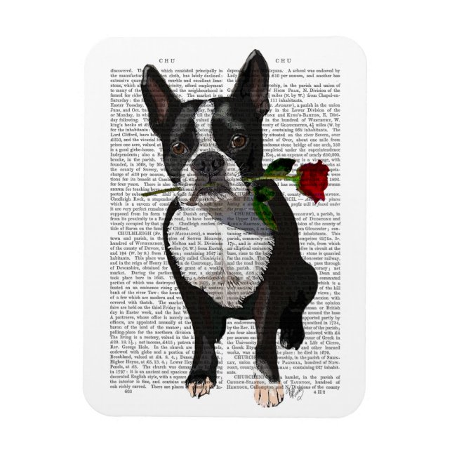 Boston Terrier with Rose in Mouth Magnet (Vertical)
