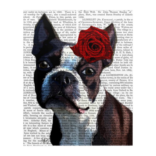 Boston Terrier with Rose on Head Acrylic Print (Front)