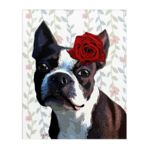 Boston Terrier with Rose on Head Acrylic Print