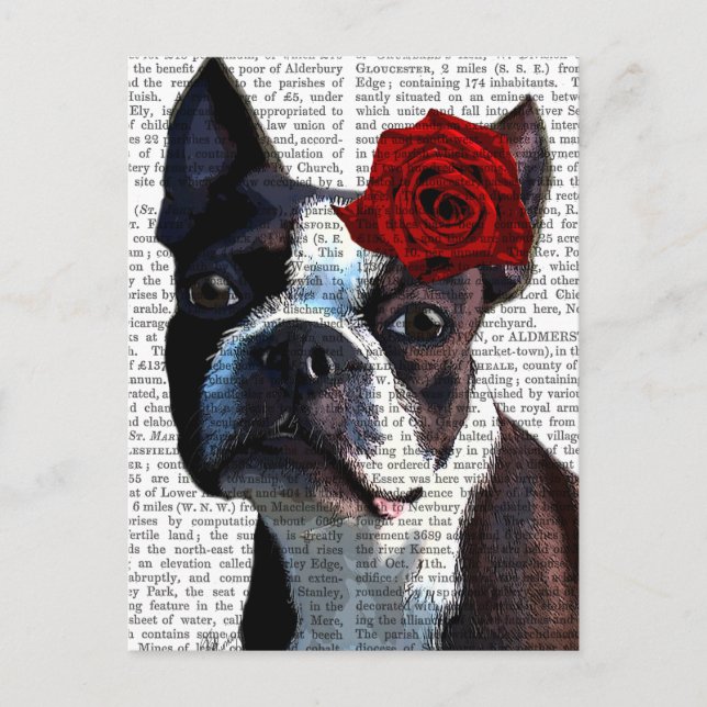 Boston Terrier with Rose on Head Postcard (Front)