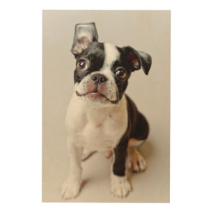 Boston Terrier Wood Wall Art