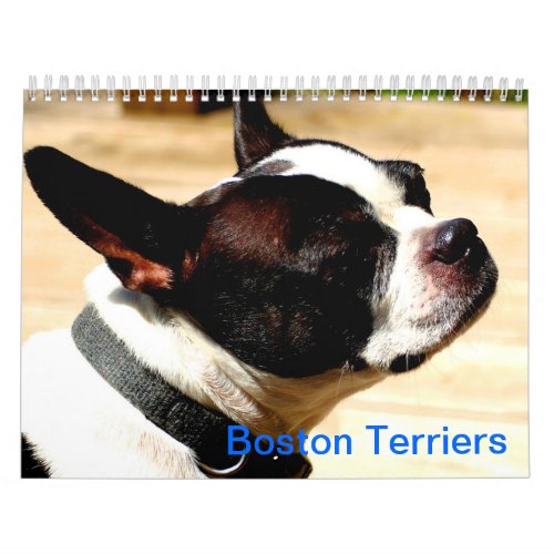 Boston Terriers Calender Calendar