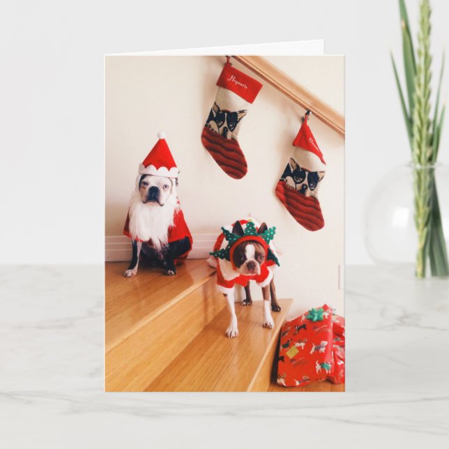 Boston terriers in Christmas costumes Holiday Card (Front)