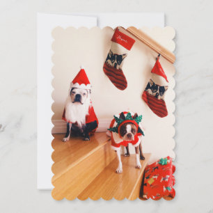 Boston terriers in Christmas customs Holiday Card