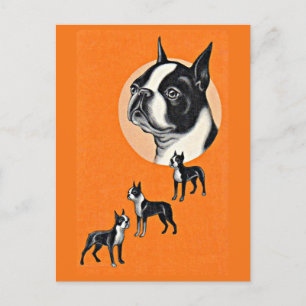 Boston terriers postcard
