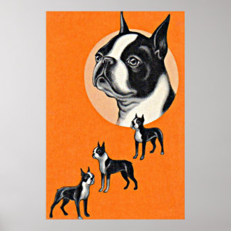 Boston terriers poster