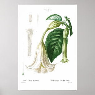 BOTANICAL "ANGEL'S TRUMPET" REDOUTÉ POSTER