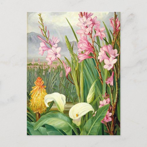 Botanical art Beauties of the Swamp  Postcard