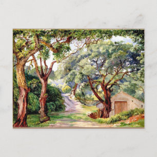 Botanical art: Cork Trees at Cintra near Lisbon Postcard