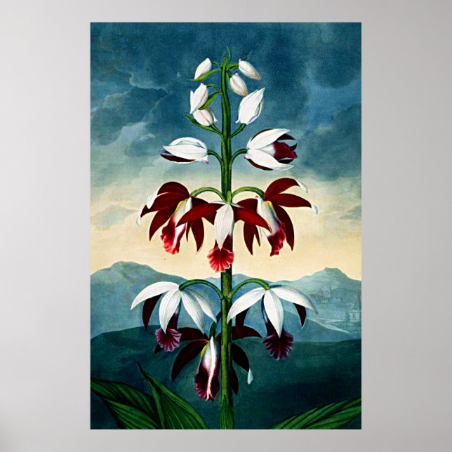 Botanical Art Temple Of Flora Limodoron Poster (Front)