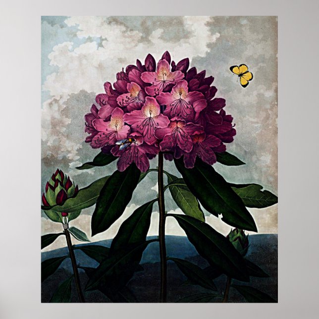 Botanical Art Temple Of Flora Rhododendron Poster (Front)
