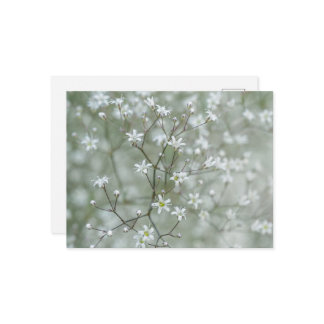 Botanical Baby's Breath Flower Plant Photography Postcard