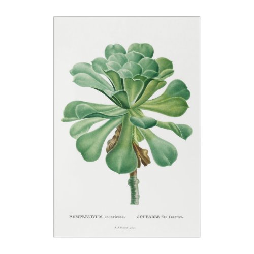 Botanical Beauty Vintage House Plant Illustration Acrylic Print