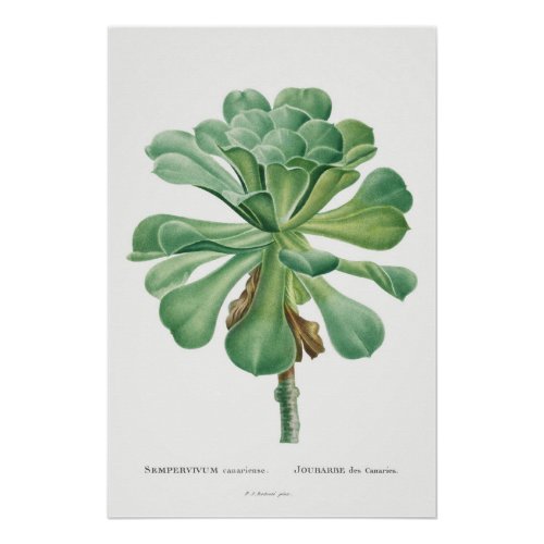 Botanical Beauty Vintage House Plant Illustration Poster