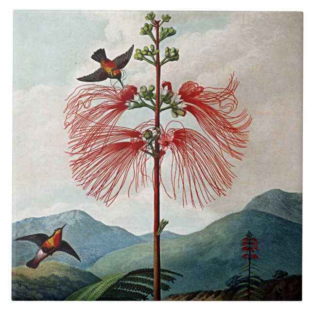 Botanical Blooms Flowering Sensitive Plant Ceramic Tile (Front)