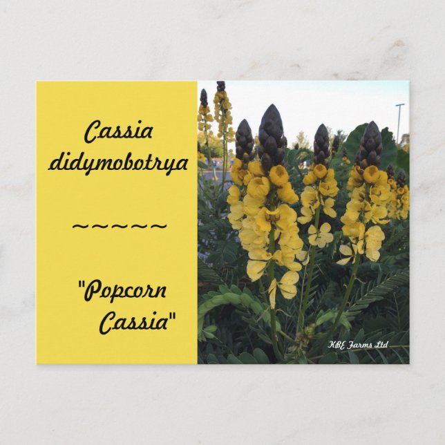 Botanical Cassia didymobotrya "Popcorn Cassia" Postcard (Front)