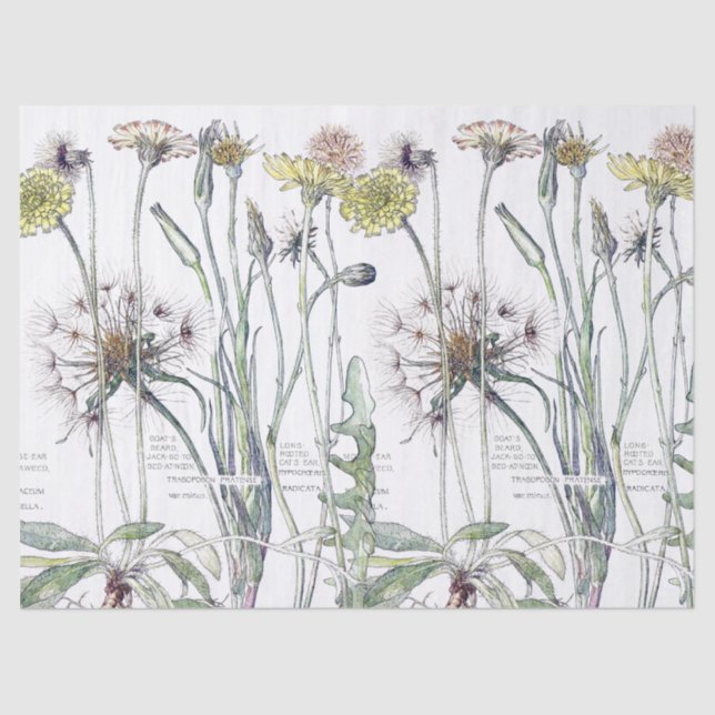 Botanical Cats Ear Flower Wildflowers Tissue Paper (Front)