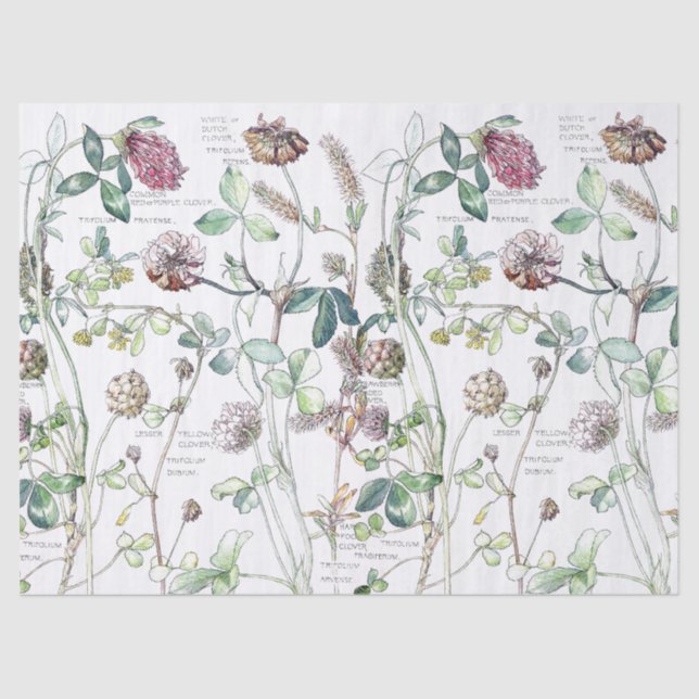 Botanical Clover Flower Wildflowers Tissue Paper (Front)
