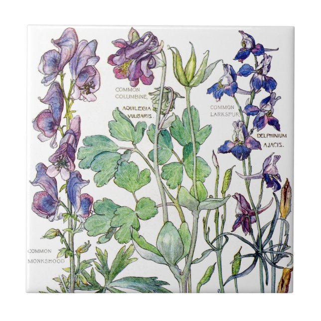 Botanical Columbine Wildflower Flowers Tile (Front)
