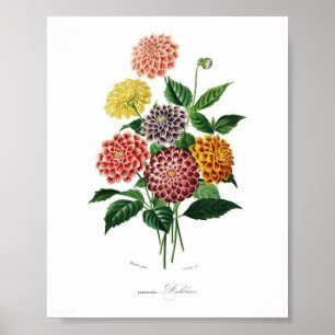 Botanical Dahlia Illustration Vintage Wall Art