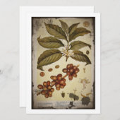 Botanical Drawing of Coffee Plant (Front/Back)