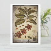 Botanical Drawing of Coffee Plant (Standing Front)