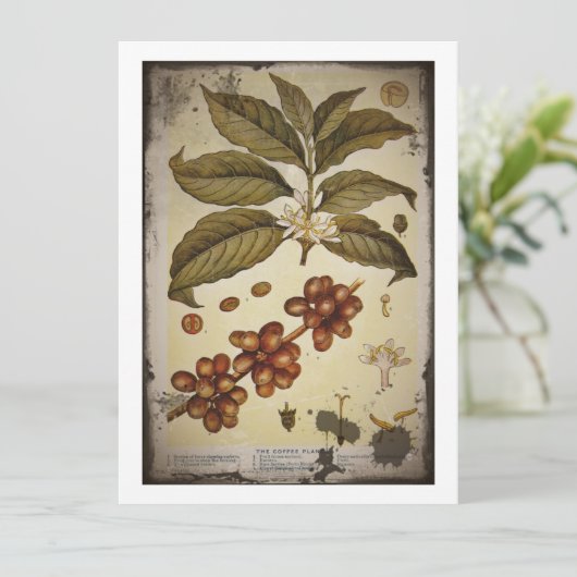 Botanical Drawing of Coffee Plant (Standing Front)
