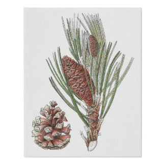 Botanical Drawing Pinecone Pine Tree Faux Canvas Print