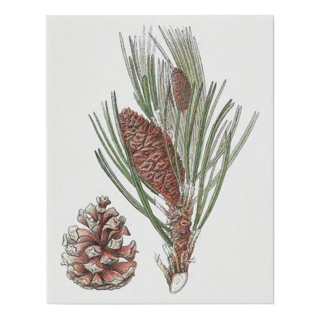Botanical Drawing Pinecone Pine Tree Faux Canvas Print (Front)
