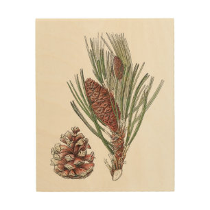 Botanical Drawing Pinecone Pine Tree Wood Wall Art
