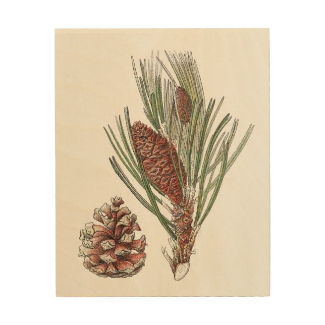 Botanical Drawing Pinecone Pine Tree Wood Wall Art (Front)