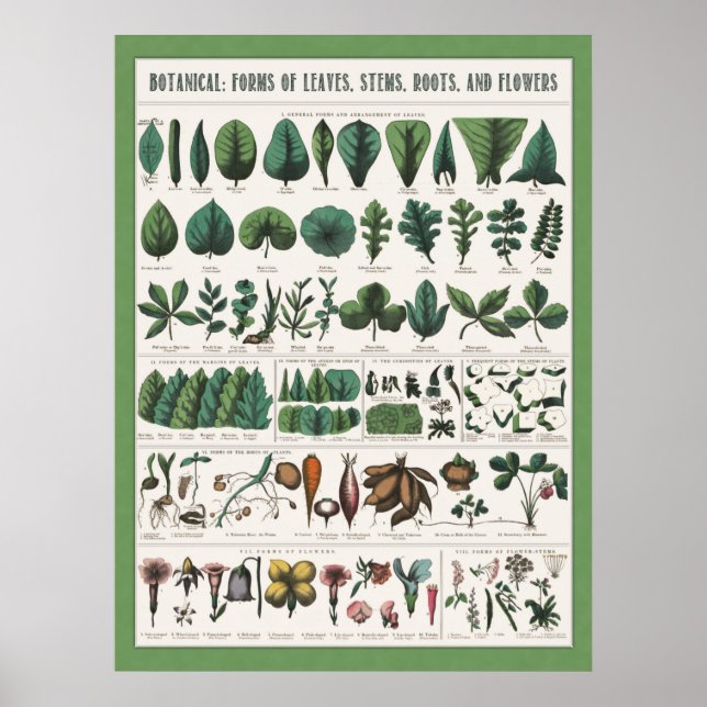 Botanical Educational Poster (Front)