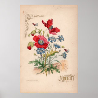 Botanical Engravings, August Poster