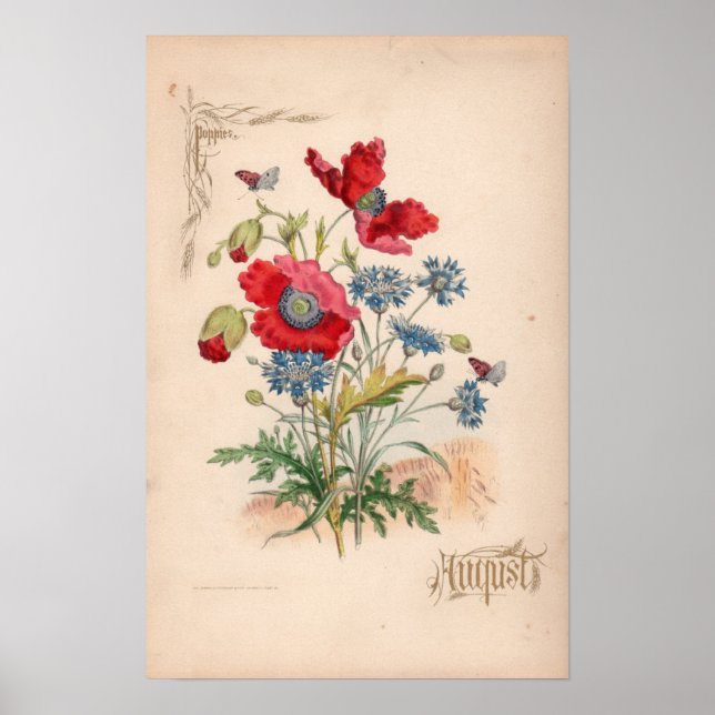 Botanical Engravings, August Poster (Front)