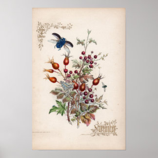 Botanical Engravings, November Poster