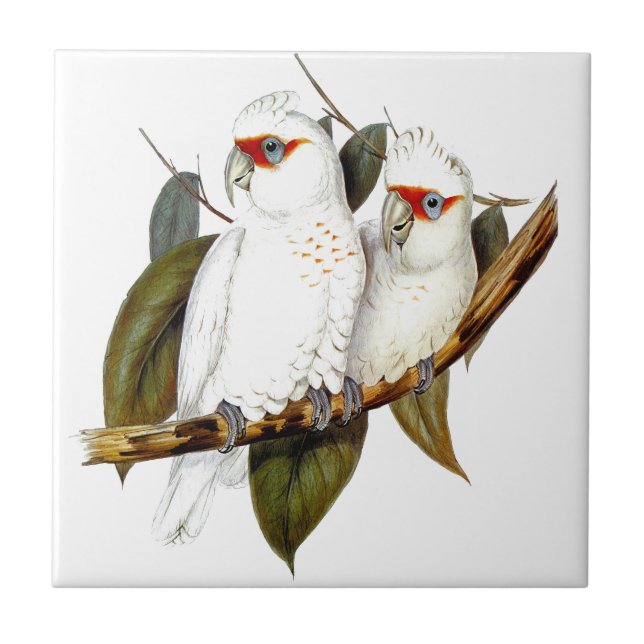 Botanical Exotic Wildlife Parrots  Ceramic Tile (Front)