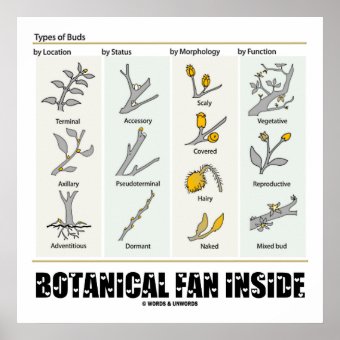 Botanical Fan Inside Types Of Buds Botany Poster | Zazzle