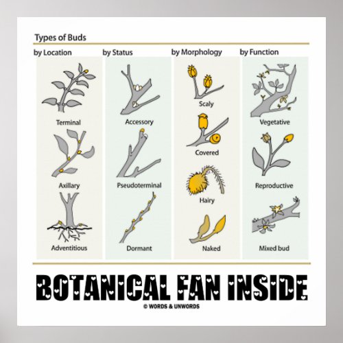 Botanical Fan Inside Types Of Buds Botany Poster