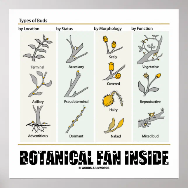 Botanical Fan Inside Types Of Buds Botany Poster | Zazzle